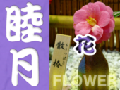 1月の静岡・伊豆・駿河湾エリアの花カレンダー