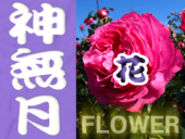 10月の静岡・伊豆・駿河湾エリアの花カレンダー