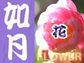 2月の静岡・伊豆・駿河湾エリアの花カレンダー