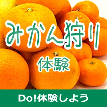 静岡・伊豆でみかん狩り