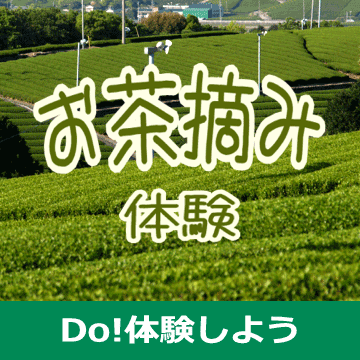 静岡･伊豆でお茶摘み体験