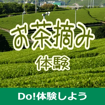 静岡・伊豆でお茶摘み体験