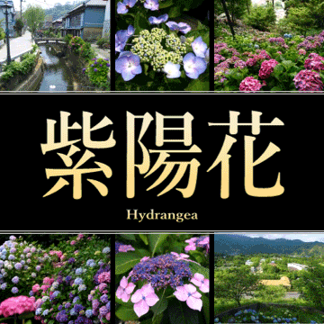 静岡県の紫陽花の名所