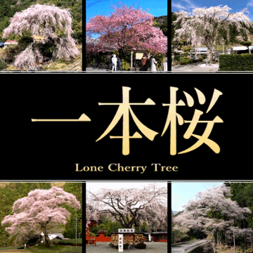 静岡県の一本桜 2023