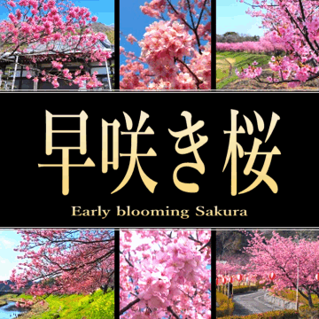 静岡県の早咲き桜 2023