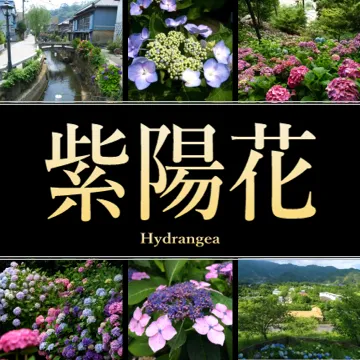 静岡県の紫陽花・あじさい園