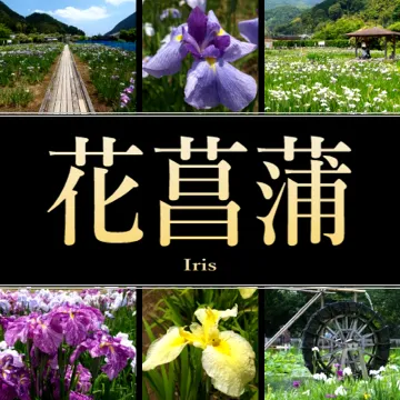 静岡県の花菖蒲・アヤメ