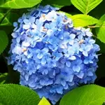 紫陽花 / アジサイ