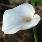 カラー / オランダカイウ