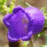 カンパニュラ・メディウム