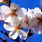 冬桜