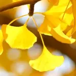 銀杏 / イチョウ（黄葉）