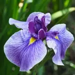 花菖蒲 / ハナショウブ