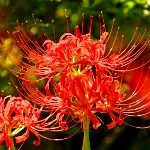 彼岸花 / ヒガンバナ