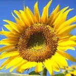 秋桜 / コスモス