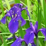 杜若 / カキツバタ