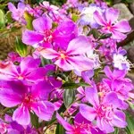 リトルエンジェル / 三色野牡丹