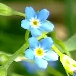 ナヨナヨワスレナグサ