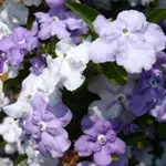 ニオイバンマツリ / アメリカジャスミン