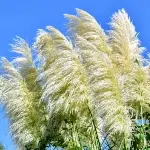 パンパスグラス / シロガネヨシ