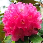 石楠花 / シャクナゲ