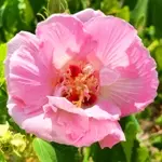 酔芙蓉 / スイフヨウ