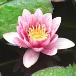 睡蓮 / スイレン