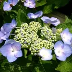 紫陽花 / アジサイ