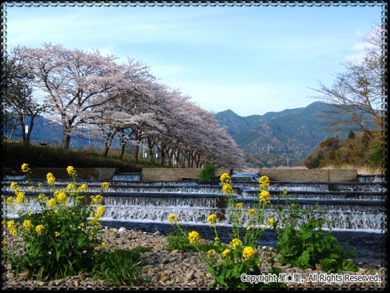 那賀バイパス桜並木 松崎 松崎町観光ガイド 駿河湾 百景