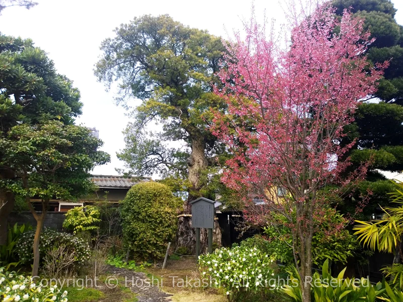 小休本陣常盤家住宅の庭に植わるイヌマキ