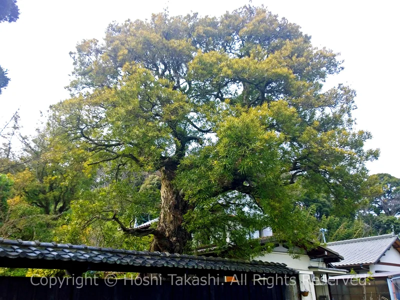 常盤家のイヌマキ