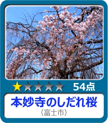 本妙寺のしだれ桜