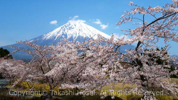 富士桜自然墓地公園 富士宮市観光ガイド 駿河湾 百景