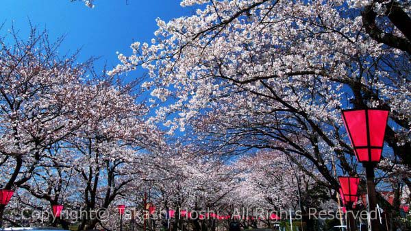 金比羅山 瀬戸川桜まつり 藤枝市観光ガイド 駿河湾 百景