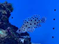 幼魚水族館