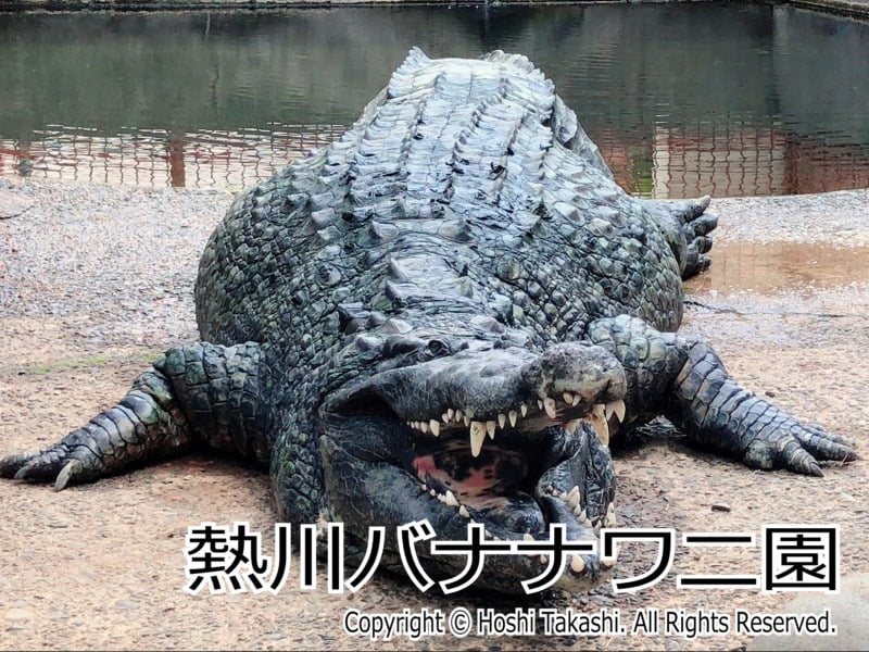 熱川バナナワニ園